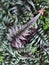 Close up of purple fern on the forest floor