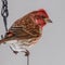 Close up of a Purple finch (Haemorhous purpureus) perched on a feeder during winter in Wisconsin.