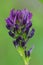 Close up of the purple flower of Alfalfa, lucerne , Medicago sativa