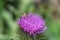 Close up of purple flower and bee is collecting pollen