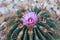 Close Up of a Purple Flower Blooming on a California Barrel Cactus