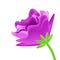 Close-up purple flower element decor for game art desig