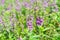 Close up purple flower of Thai forget me not as green leaves background