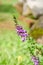 Close up purple flower of Thai forget me not as green leaves background