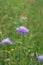 Close-up of purple flower of widow flower, Knautia