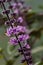 Close-up of the purple flowers of basil of the variety Wild Purple, Ocimum canum x basilicum