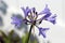 Close up of purple flowers and buds on a True Blue Allium