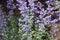 Close up of the purple flowers of Catmint Walkers Low, Nepeta faassenii