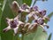 Close-up Purple flowers of crown flower Calotropis gigantea