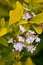 Close up of purple flowers of Duranta repens