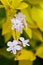 Close up of purple flowers of Duranta repens