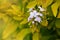 Close up of purple flowers of Duranta repens