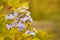 Close up of purple flowers of Duranta repens