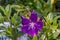 Close up Purple flowers Malabar melastome flower or Indian rhododendron in the garden