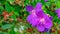 Close up Purple flowers Malabar melastome Indian rhododendron, Melastoma malabathricum Linn