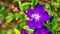 Close up Purple flowers Malabar melastome Indian rhododendron, Melastoma malabathricum Linn
