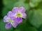 Close-up of Purple flowers name Bengal clock vine on blur background