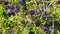 Close up of purple flowers of Solanum rantonnetii, Cyprus