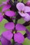 Close-up on the purple flowers of a wallflower Erysimum cheiri