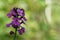 Close-up on the purple flowers of a wallflower Erysimum cheiri