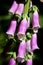 Close-up of purple foxglove flowers growing near a cluster of trees in the background