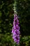 Close-up of purple foxglove flowers growing near a cluster of trees in the background