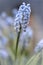 Close-up of Purple Grape Hyacinth in Springtime