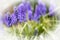 Close-up of Purple Grape Hyacinths in Springtime