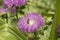 close-up: purple greater knapweed with a bee collecting honeydew