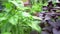 A close-up of a purple and green basil growing on a flower bed in the garden. Fragrant seasoning grows in the garden.