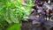 A close-up of a purple and green basil growing on a flower bed in the garden. Fragrant seasoning grows in the garden.