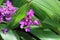 Close up of purple ground orchid flowers, Spathoglottis unguiculata