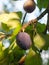 A close up purple growing ripe damson fruit on tree