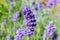 Close-up of purple hairy flower buds of lavender Lavandula angustifolia on green-purple blurred background.