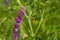 Close-up of a purple hairy vetch flowers in a meadow