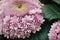 Close-up of a purple hydrangea in bloom