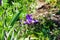 Close up of purple iris flowers