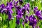 Close up of purple iris flowers