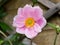 Close Up Of Purple Japanese Anemone Flower