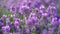 Close up of purple lavender flowers field. Natural background. Close up