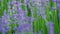 Close up of purple lavender flowers field. Natural background. Slow motion