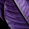 Close Up Purple Leaf Detailed, Layered Composition With Botanical Accuracy