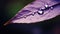 A close up of a purple leaf with water droplets on it, AI