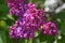 Close up of a purple lilac blossom