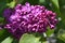 Close up of a purple lilac blossom