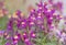 Close-up of purple linaria flowers with blurred background