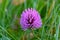 close up of purple litte flower in grass