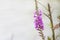 Close up of purple loosestrife biktisi on the edge of stream. The background is cloudy