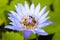 close up purple lotus flower has pollen particles from the middle of flowers with a group of bees