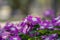 Close up purple Madagascar Periwinkle flower in a garden.Commonly name bright eyes,Cape periwinkle,graveyard plant,old maid,pink p